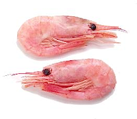 canalshrimp